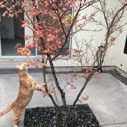 This our Cat Frasier, checking out our new tree. Thank you Mike its gorgeous