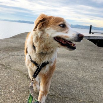 sMILESforPaws - Karma on our beach day Potty Break. - Pet Sitting Near Me