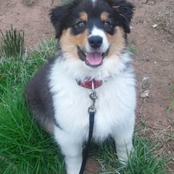 Tail Wagging Pet Sitting - Sparky looks very happy to be out for his walk.