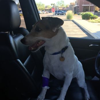 Salt River Veterinary Specialists - Leaving Salt River Vet's office - Veterinarians Near Me - Scottsdale, Arizona Salt River Veterinary Specialists - Leaving Salt River Vet's office - Veterinarians Near Me - Scottsdale, Arizona