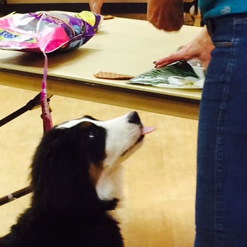Molly's AdobeDogs - Learning not to counter surf. - Pet Training Near Me - Los Altos, California Molly's AdobeDogs - Learning not to counter surf. - Pet Training Near Me - Los Altos, California