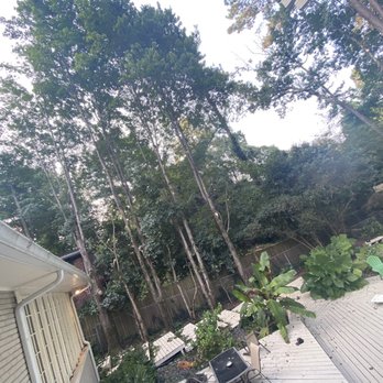 Southern Star Tree Service - Limbs trimmed back so leaves wouldn't fall into the pool. - Tree Services Near Me - Atlanta, Georgia Southern Star Tree Service - Limbs trimmed back so leaves wouldn't fall into the pool. - Tree Services Near Me - Atlanta, Georgia