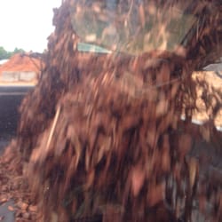 Griffis Lumber - Pine dumping