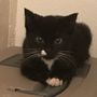 Photo of Tampabay Cat Alliance