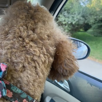 Kitty’s Dog Spa - knots/matting behind her ear - Pet Groomers Near Me - Windsor, Colorado Kitty’s Dog Spa - knots/matting behind her ear - Pet Groomers Near Me - Windsor, Colorado