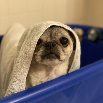 Super Fine Canine - So good for bath time - Pet Groomers Near Me - Orlando, Florida Super Fine Canine - So good for bath time - Pet Groomers Near Me - Orlando, Florida