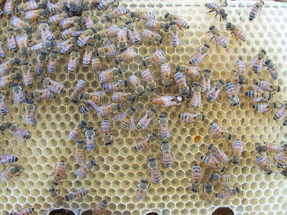 Saul Creek Apiary - beekeeping in Seguin, TX