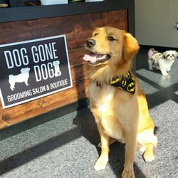 Dog Gone Dog Spa - Happy Luca with his Batman bandana!