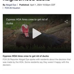 Coles Crossing Park - Cole Crossing hired pest company to shot the ducks. Article by FOX26 Houston 4.1.24. Just Despicable!!!!!!!!!!!!!!!!