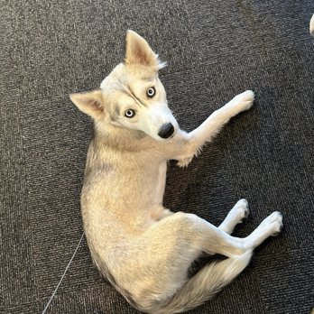 Eberle Winery - Lola getting comfortable at Eberle - Wineries Near Me - Paso Robles, California