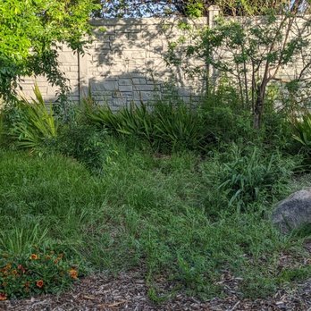 Lawn Care Up - Grass and weed, this is a month and a half after services began - Lawn Services Near Me - Sacramento, California Lawn Care Up - Grass and weed, this is a month and a half after services began - Lawn Services Near Me - Sacramento, California