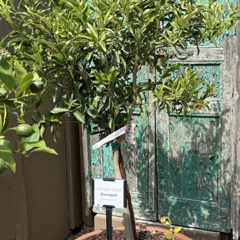 Roger's Gardens - Kumquat tree! - Nurseries & Gardening Near Me - Corona Del Mar, California