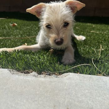 Path to Furever Home - Animal Shelters Near Me Path to Furever Home - Animal Shelters Near Me