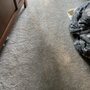 Photo of World Class Carpet Cleaning