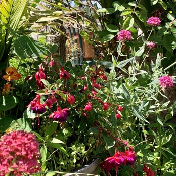 Whale Watchers Cafe - Flowers in outdoor area - American Near Me - Big Sur, California Whale Watchers Cafe - Flowers in outdoor area - American Near Me - Big Sur, California