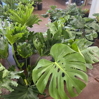 Brooklyn Plantology By Lapide - Monstera - Nurseries & Gardening Near Me - Brooklyn, New York