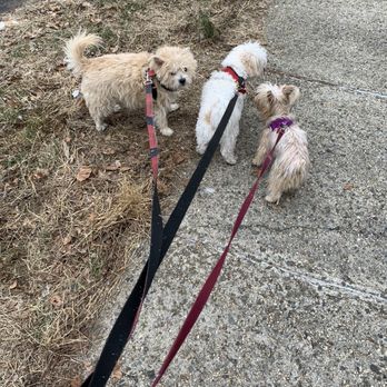 Glendale Dog Walker - Duncan, Fergie, and Willa - Dog Walkers Near Me Glendale Dog Walker - Duncan, Fergie, and Willa - Dog Walkers Near Me