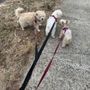 Photo of Glendale Dog Walker