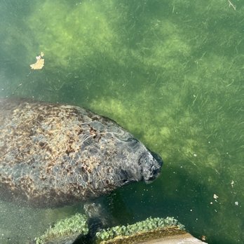 Bay Harbor Lodge - Manatees feeding off the dock - Hotels Near Me - Key Largo, Florida Bay Harbor Lodge - Manatees feeding off the dock - Hotels Near Me - Key Largo, Florida