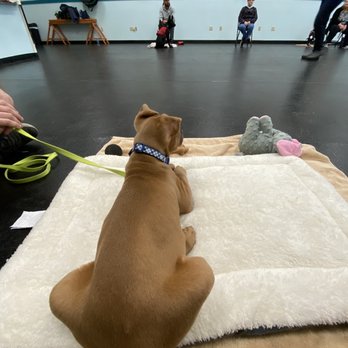 Z&E Canine Manners - Pet Training Near Me - Charleston, South Carolina Z&E Canine Manners - Pet Training Near Me - Charleston, South Carolina