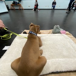 Z&E Canine Manners