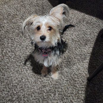 Las Vegas Spaw - Before - Pet Groomers Near Me - Las Vegas, Nevada