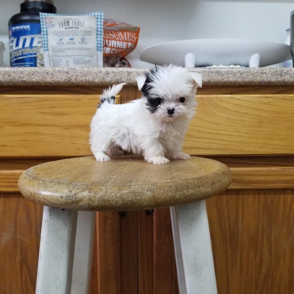 RAINTREE COUNTRY KENNEL Updated September 2024 326 Raintree Ln