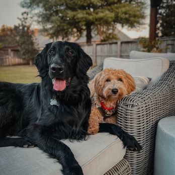 Modern Dog Training Co - Happy together at home AFTER their board and train! - Pet Training Near Me