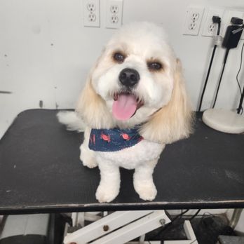 Doodle's Pet Grooming - Pet Boarding Near Me - Naples, Florida