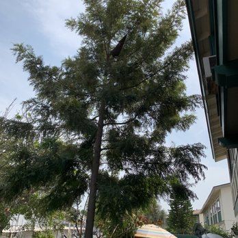 Associated Exterminators - Bee's nest in our backyard - Pest Control Near Me - Orange, California