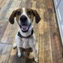 Photo of Doggone Fun Daycare and Boarding