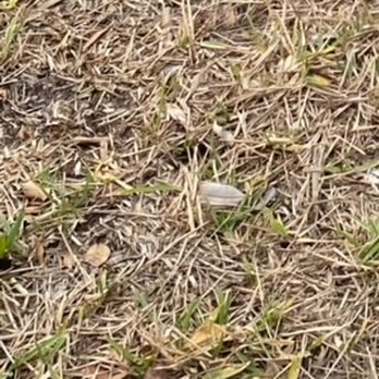 Southern Greens Pest Control - My grass after 2 years of service - Pest Control Near Me - Bradenton, Florida Southern Greens Pest Control - My grass after 2 years of service - Pest Control Near Me - Bradenton, Florida