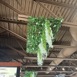El Bistro Taco - Hanging plants (ambience)