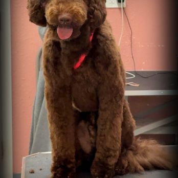 Grooming By Dee - Pet Groomers Near Me - Vacaville, California