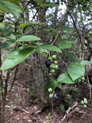 Mass Audubon Wellfleet Bay Wildlife Sanctuary by null