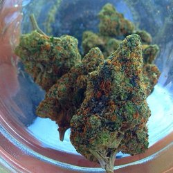 ALL DAY EVERYDAY 40+ Strains @ $10/G $30-1/8th