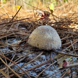 Lake Louisa State Park - Wild mushroom