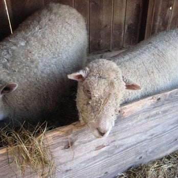 Queen Anne Farm - Sheep at Queen Anne Farm - Farms Near Me - Mitchellville, Maryland Queen Anne Farm - Sheep at Queen Anne Farm - Farms Near Me - Mitchellville, Maryland