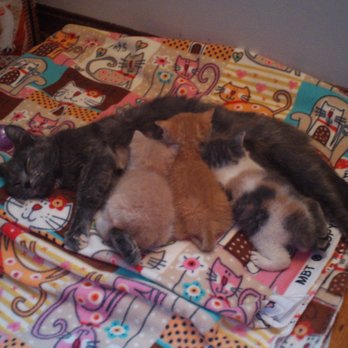 Sunshine’s Pet Services - Pet Training Near Me Sunshine’s Pet Services - Pet Training Near Me