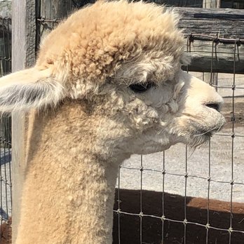 Eastland Alpacas - Ranches Near Me - Mount Joy, Pennsylvania Eastland Alpacas - Ranches Near Me - Mount Joy, Pennsylvania