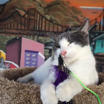 Cat Town - Animal Shelters Near Me - Oakland, California