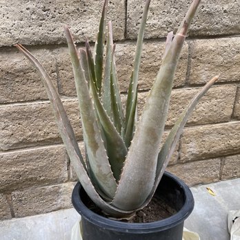 Moon Valley Nurseries - Aloe Vera - Nurseries & Gardening Near Me - Fillmore, California