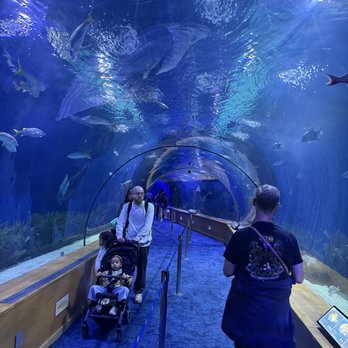Oceanogràfic - Photo 8: The Shark Tunnel - Aquariums Near Me - Valencia, V Oceanogràfic - Photo 8: The Shark Tunnel - Aquariums Near Me - Valencia, V