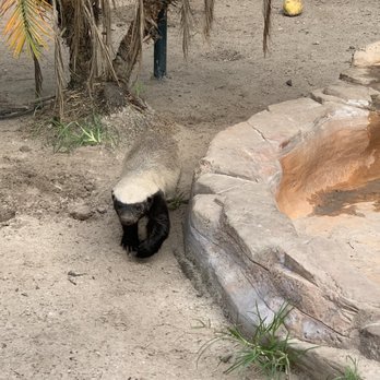 Naples Zoo - Honey Badger don't care - Zoos Near Me - Naples, Florida