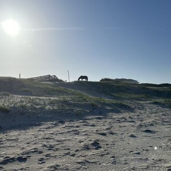 Back Country Safari Tours - Horse on the sand dunes - Historical Tours Near Me - Corolla, North Carolina Back Country Safari Tours - Horse on the sand dunes - Historical Tours Near Me - Corolla, North Carolina