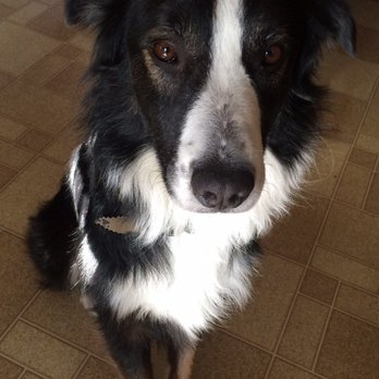 The Pet Spa - Feeling handsome after a bath - Pet Groomers Near Me - Bristol, Connecticut