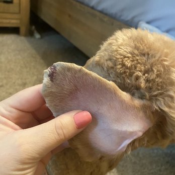 PetSmart - Bleeding from groomer - Pet Stores Near Me - Taylorsville, Utah