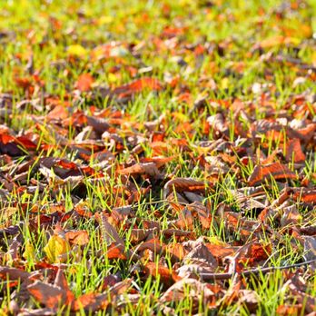 RainCheck Irrigation - Leaves are soon falling (if not already), and that means one thing--it's time to think about winterizing your sprinkler system! - Irrigation Near Me - Wixom, Michigan RainCheck Irrigation - Leaves are soon falling (if not already), and that means one thing--it's time to think about winterizing your sprinkler system! - Irrigation Near Me - Wixom, Michigan