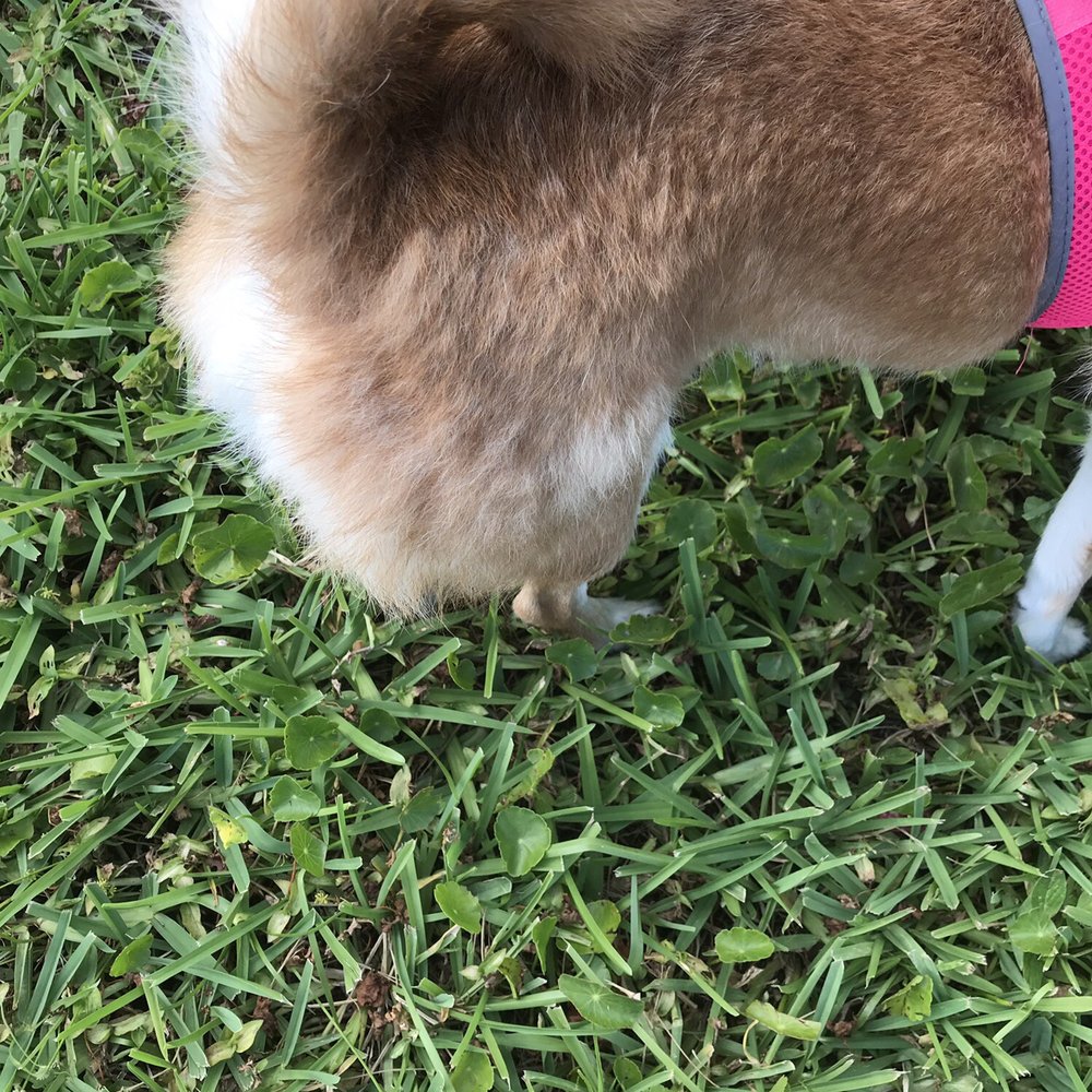 Pet Point Grooming - hair out not brushed - Pet Groomers Near Me - Pembroke Pines, Florida Pet Point Grooming - hair out not brushed - Pet Groomers Near Me - Pembroke Pines, Florida