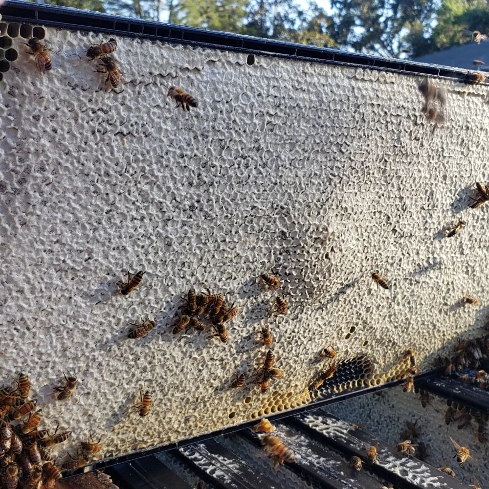 Bee Ready 4 Anything Logo